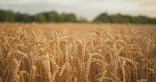 🚨 THE WAIT IS OVER 🚨
Announcing the Fall 2025 Multicultural Greek Recruitment Week Schedule:
• Monday 8/11: Meet the MGC Potluck 😋 | 12:00 PM | Elson S. Floyd Cultural Center
• Tuesday 8/12: Carnival with @wsu_seb 🎟️ | 6:00 PM | Library Plaza
• Wednesday 8/13: Field Day ⚽️ | 12:00 PM | Rodgers-Orton Playfield
• Thursday 8/14: Multicultural Cookout with @wsu_mss @aasc_wsu @wsuaapisc @chicanxlatinxwsu @wsunativeprograms 🍔 | 6:00 PM | Cleveland Hall/Spark Plaza
• Friday 8/15: Yardshow 🎶 | 6:00 PM | Todd Steps
Register using the link in our Bio to stay in the know. 🔥